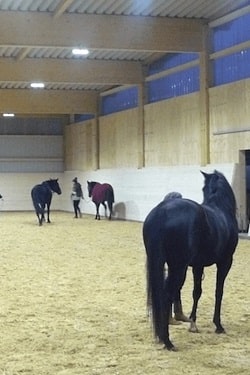 Eclairage pour chevaux