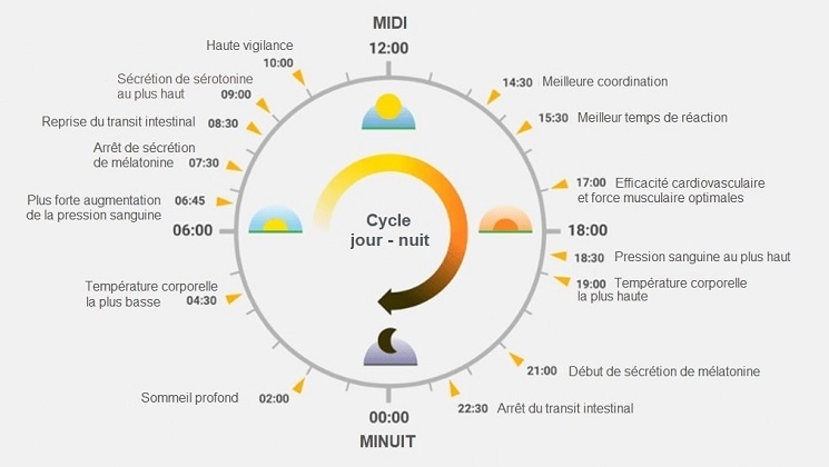 Cycle circadien